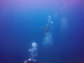 BUCEO - Península de Baru