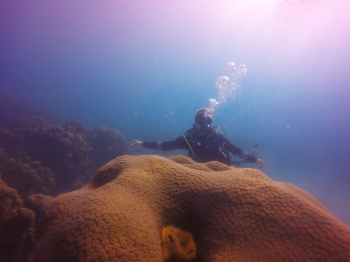 BUCEO - Península de Baru