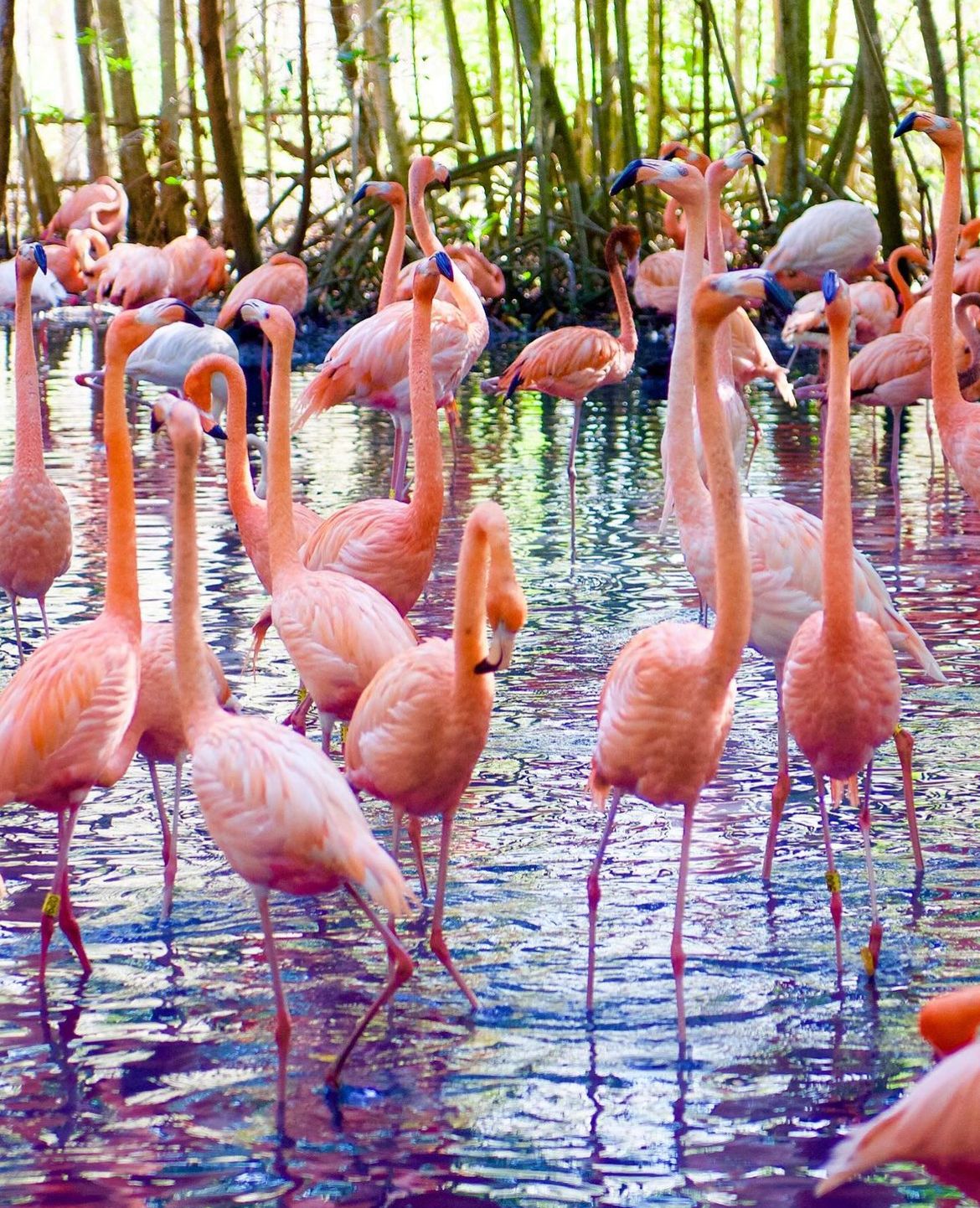AVIARIO NACIONAL + PLAYA BLANCA