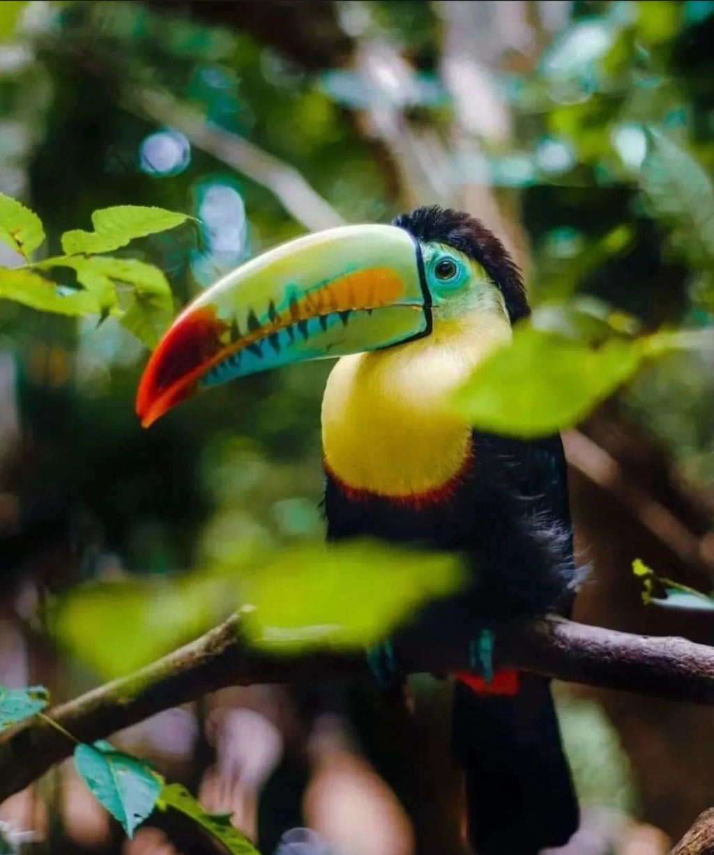 AVIARIO NACIONAL + PLAYA BLANCA